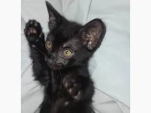 Gato raça Nenhum idade Abaixo de 2 meses nome Lili