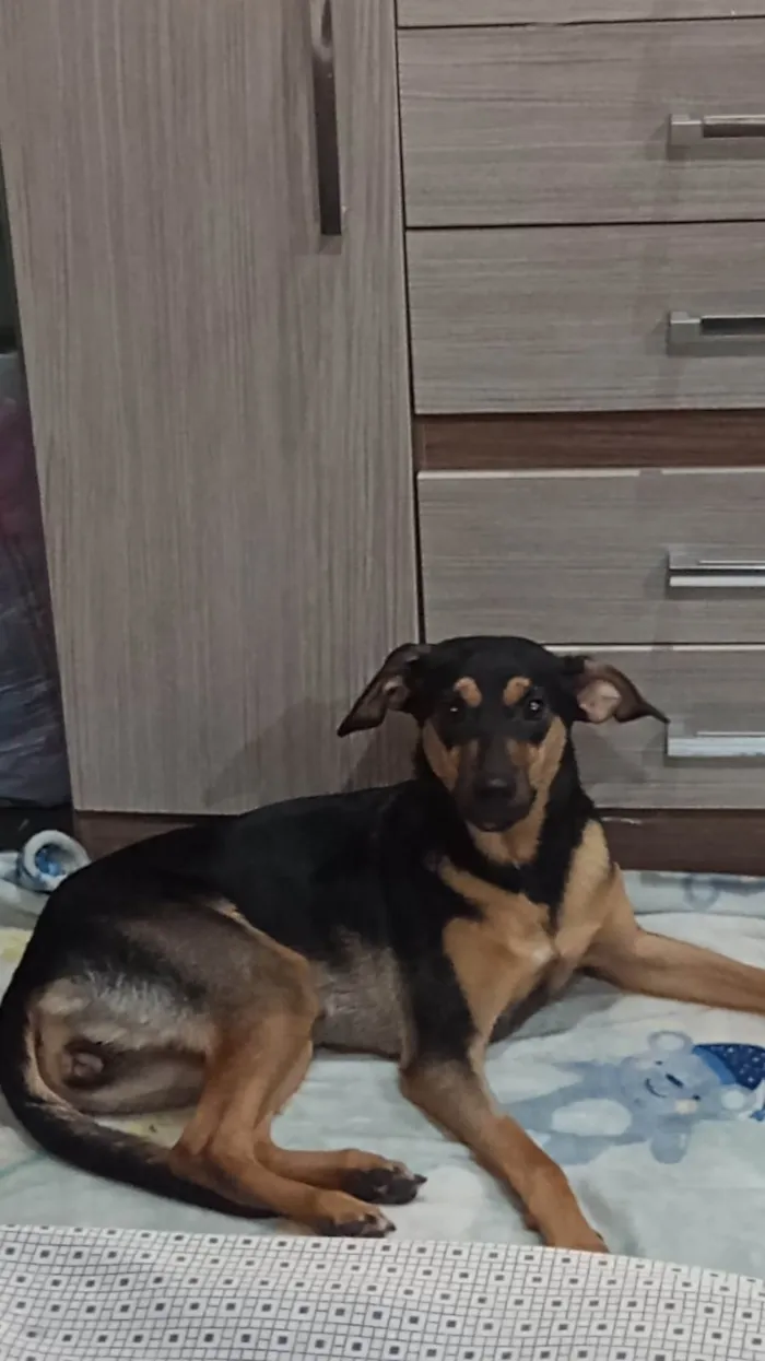 Cachorro ra a SRD-ViraLata idade 7 a 11 meses nome Fia