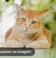 Gatinho Laranja 