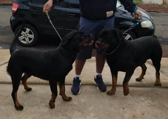 Cachorro ra a Rottweiler idade 2 anos nome Vitória