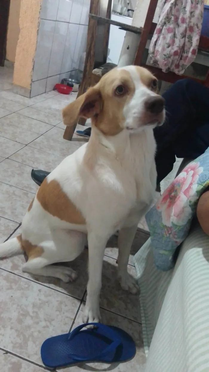 Cachorro ra a SRD-ViraLata idade 1 ano nome Billy