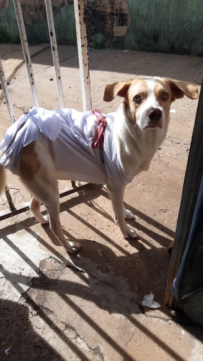 Cachorro ra a SRD-ViraLata idade 1 ano nome Billy