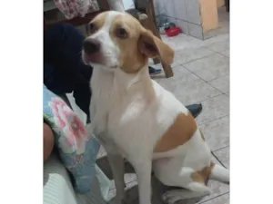 Cachorro raça SRD-ViraLata idade 1 ano nome Billy