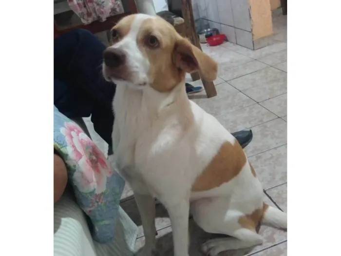 Cachorro ra a SRD-ViraLata idade 1 ano nome Billy