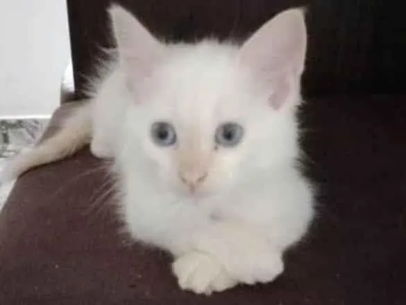 Gato raça SRD-ViraLata idade Abaixo de 2 meses nome Sem nome 