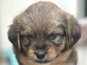 Cachorro raça SRD-ViraLata idade Abaixo de 2 meses nome não definido