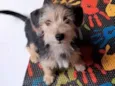 Albert