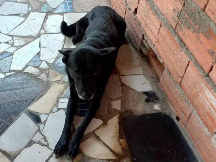 Cachorro ra a SRD-ViraLata idade 6 ou mais anos nome Ducke