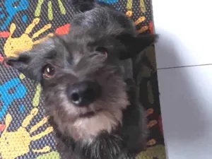 Cachorro raça SRD-ViraLata idade 1 ano nome Lili