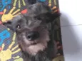 Lili