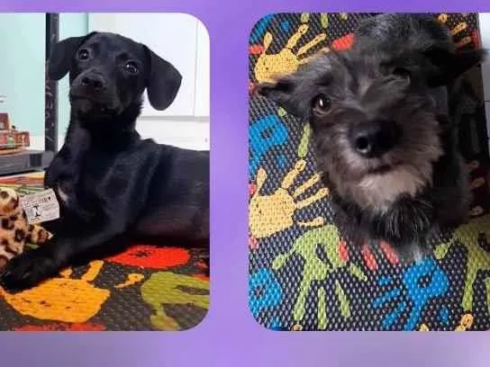 Cachorro ra a SRD-ViraLata idade 2 a 6 meses nome Lili e pessoa