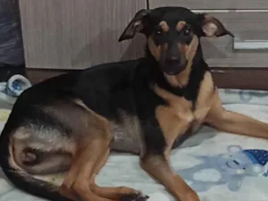 Cachorro raça SRD-ViraLata idade 7 a 11 meses nome Fia