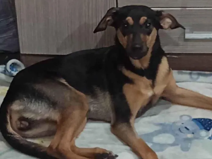 Cachorro ra a SRD-ViraLata idade 7 a 11 meses nome Fia