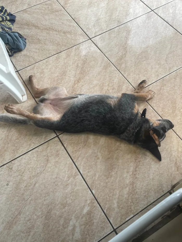 Cachorro ra a Blue heeler  idade 7 a 11 meses nome Aika 