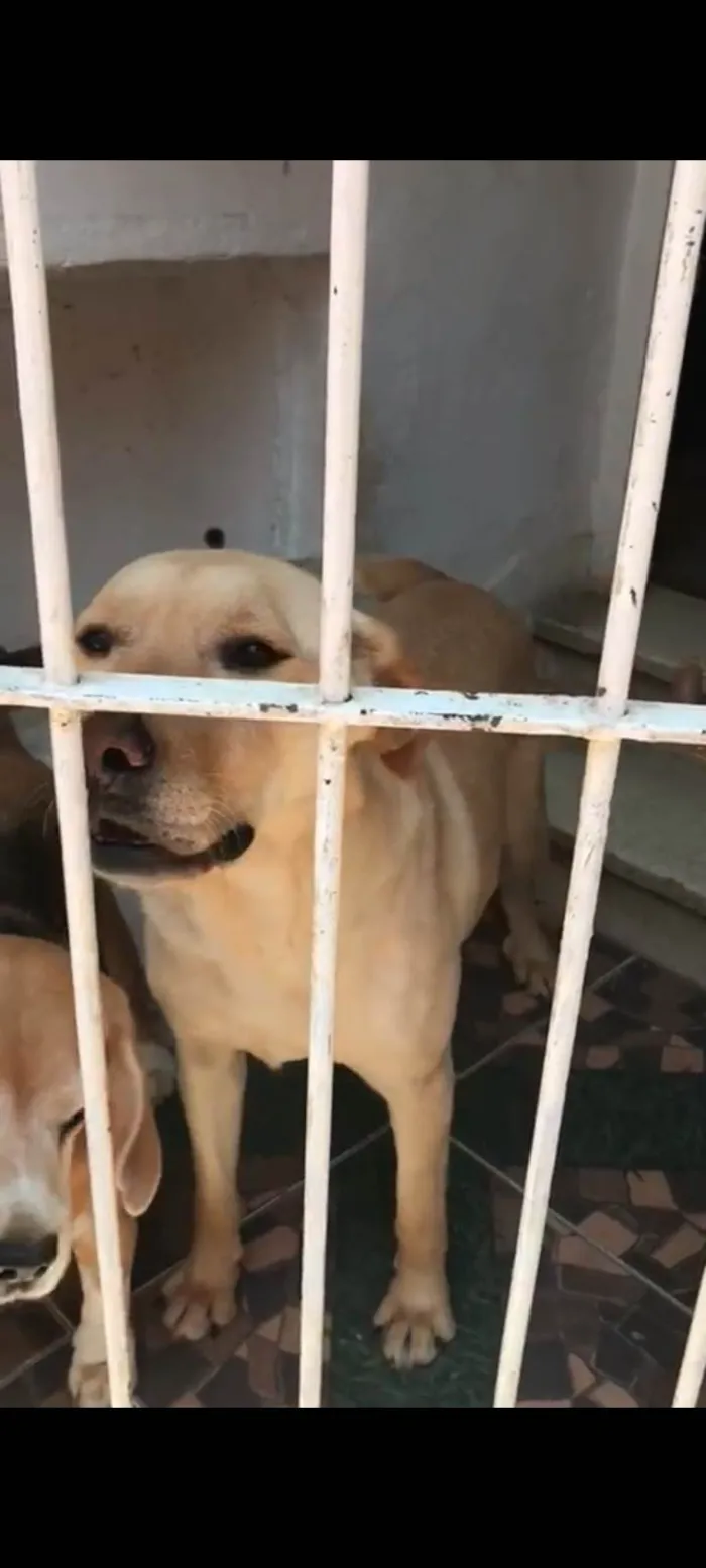 Cachorro raça Beagle /labrador  idade 4 anos nome Snoop/Safira