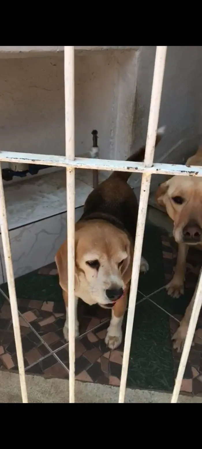 Cachorro raça Beagle /labrador  idade 4 anos nome Snoop/Safira
