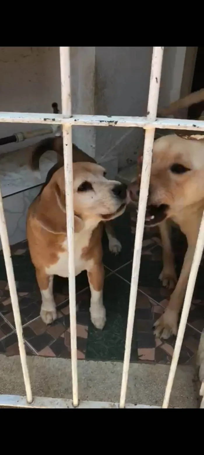 Cachorro raça Beagle /labrador  idade 4 anos nome Snoop/Safira