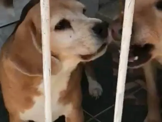 Cachorro raça Beagle /labrador  idade 4 anos nome Snoop/Safira