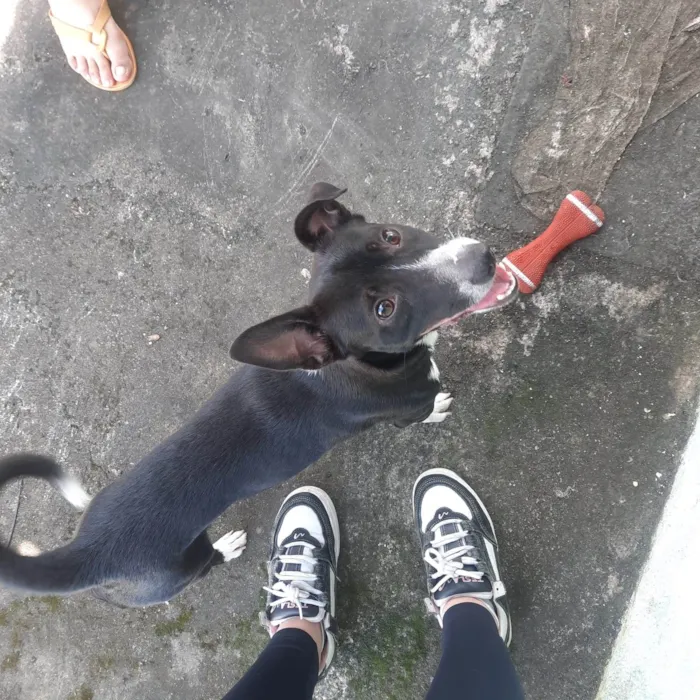 Cachorro ra a SRD-ViraLata idade 2 anos nome Bud