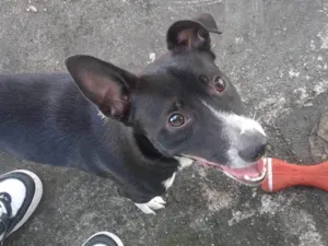 Cachorro raça SRD-ViraLata idade 2 anos nome Bud