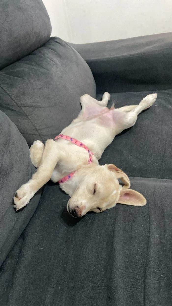 Cachorro raça SRD-ViraLata idade 7 a 11 meses nome Kiara 