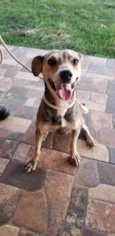 Cadela perdida
