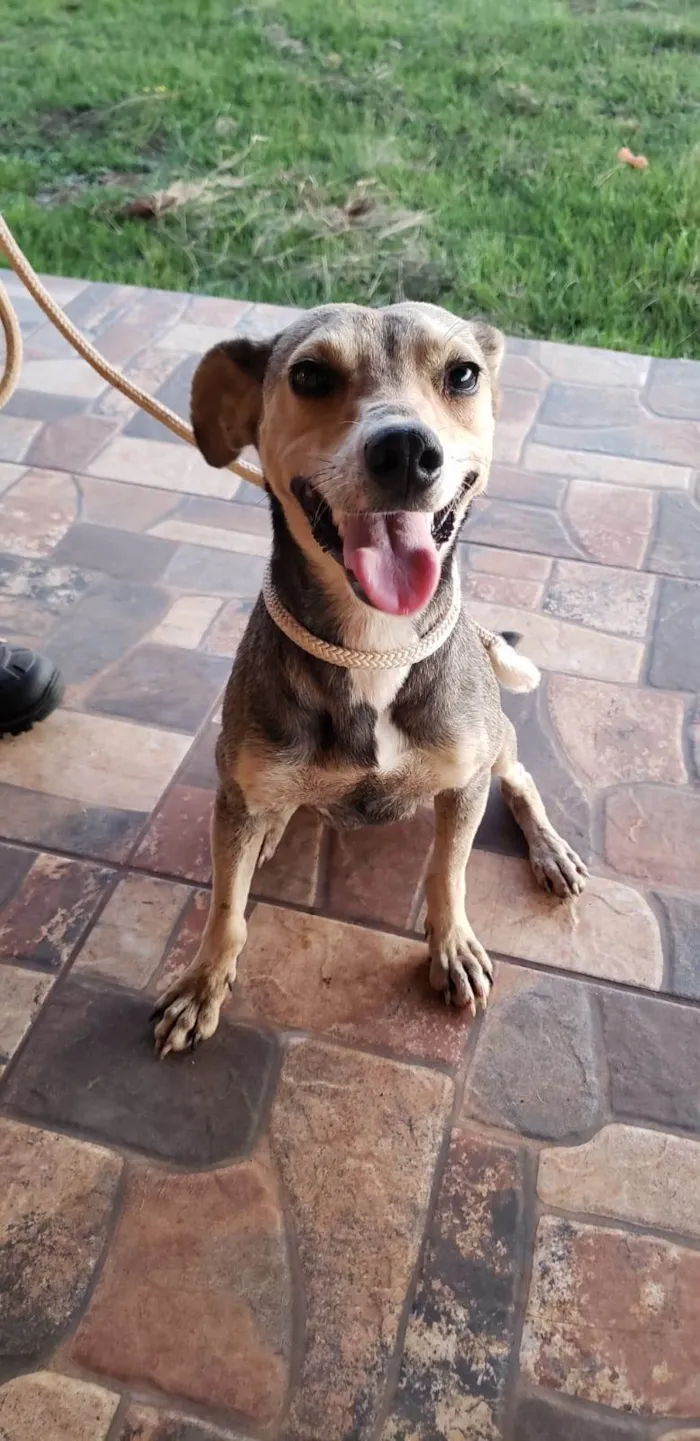 Cachorro raça SRD idade 1 ano nome Cadela perdida