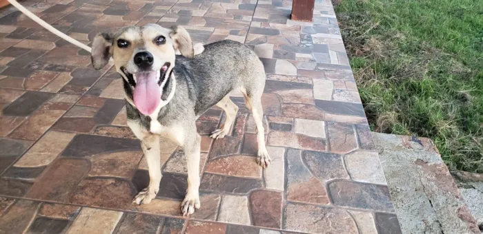 Cachorro raça SRD idade 1 ano nome Cadela perdida