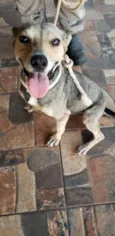 Cadela perdida