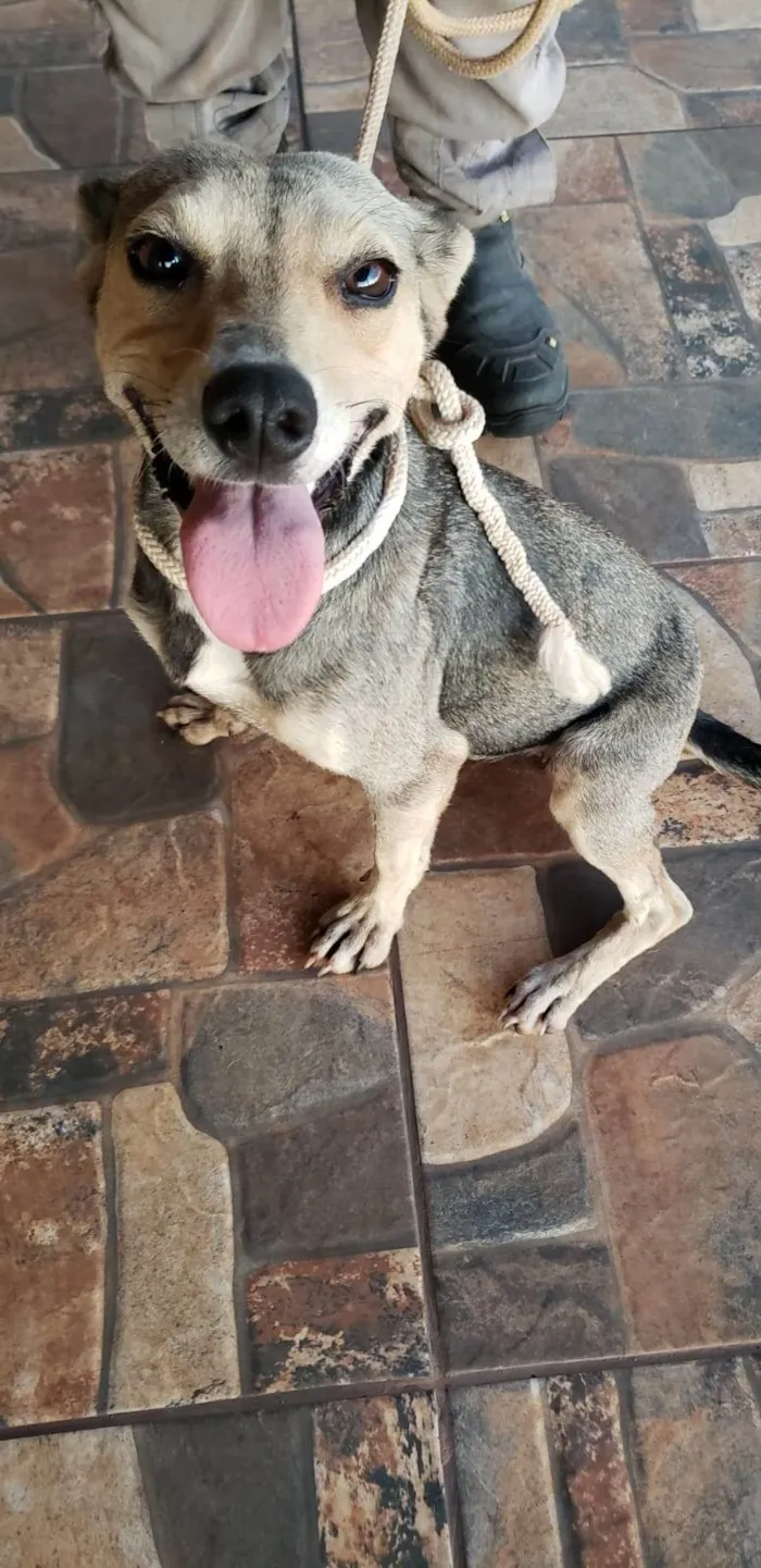 Cachorro raça SRD idade 1 ano nome Cadela perdida