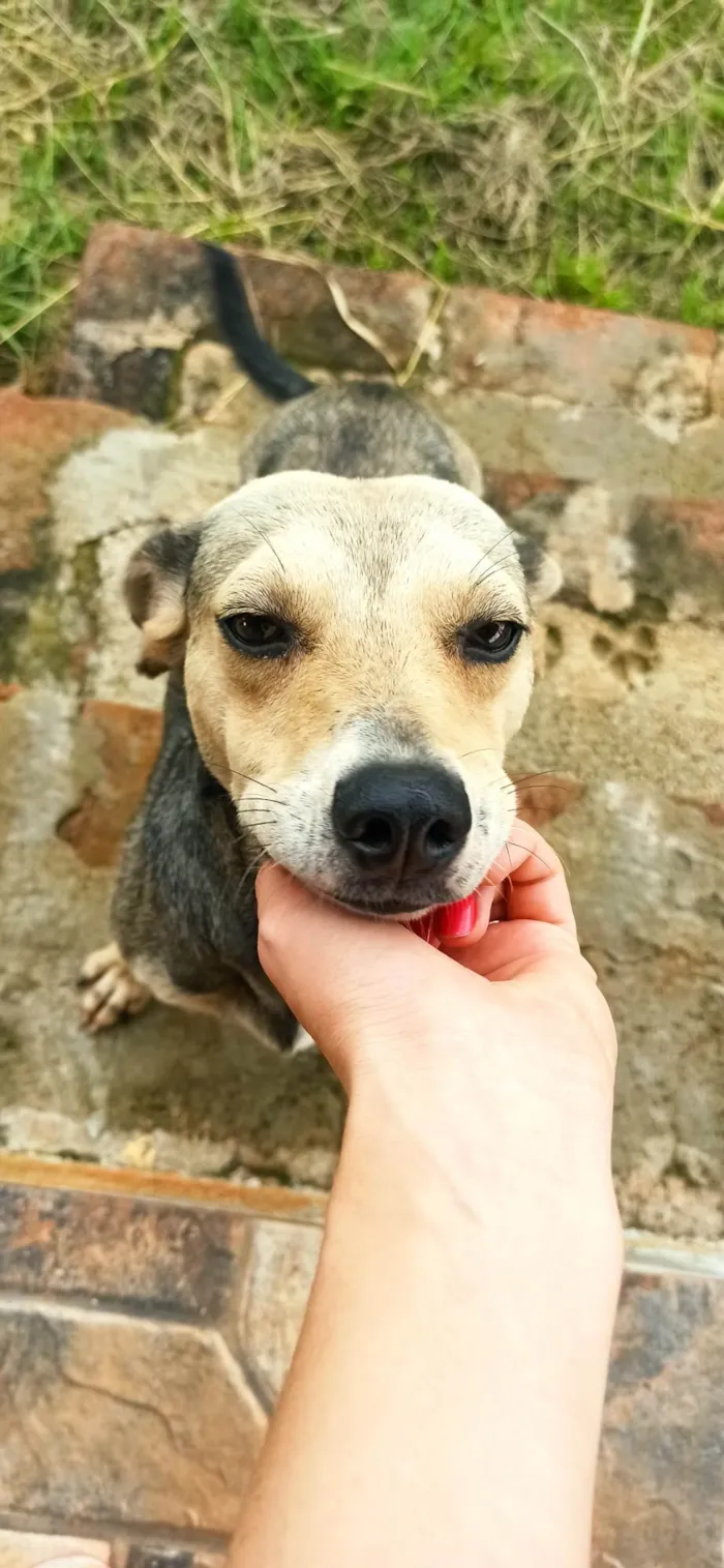 Cachorro raça SRD idade 1 ano nome Cadela perdida