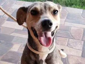 Cachorro raça SRD idade 1 ano nome Cadela perdida