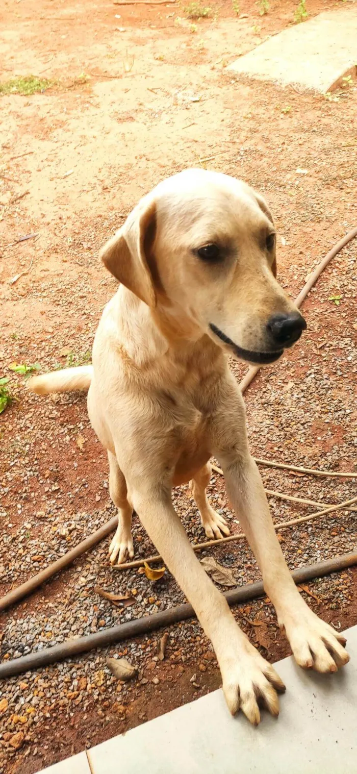 Cachorro ra a  idade 3 anos nome Paloma