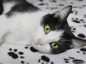 Gato raça Mestico  idade 2 a 6 meses nome Mike 