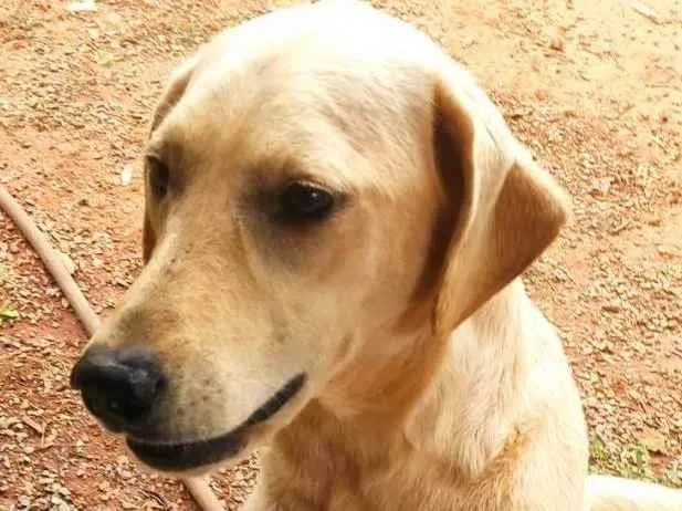 Cachorro ra a  idade 3 anos nome Paloma