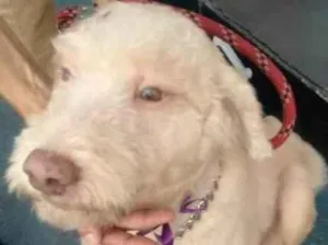 Cachorro raça Srd idade 4 anos nome Cristal