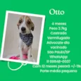 Cachorro raça SRD-ViraLata idade 2 a 6 meses nome Otto