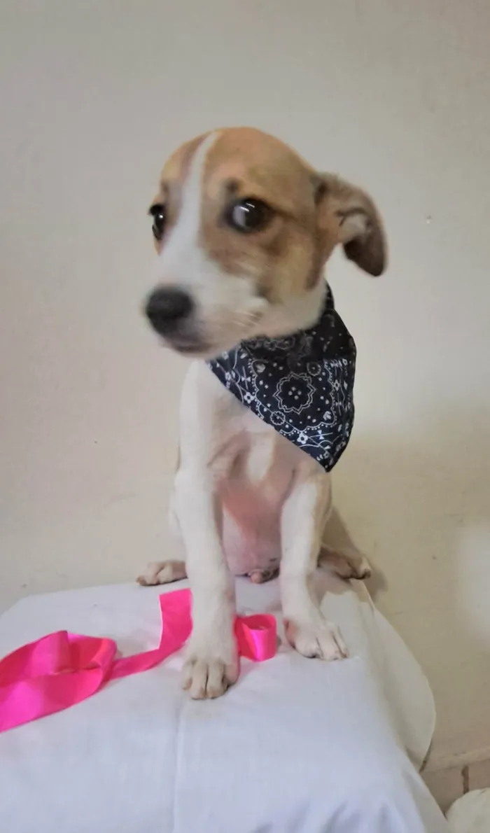 Cachorro raça SRD-ViraLata idade 2 a 6 meses nome Otto