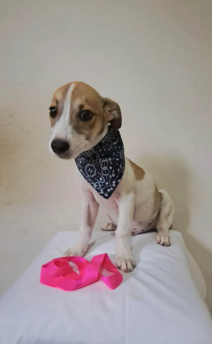Cachorro raça SRD-ViraLata idade 2 a 6 meses nome Otto