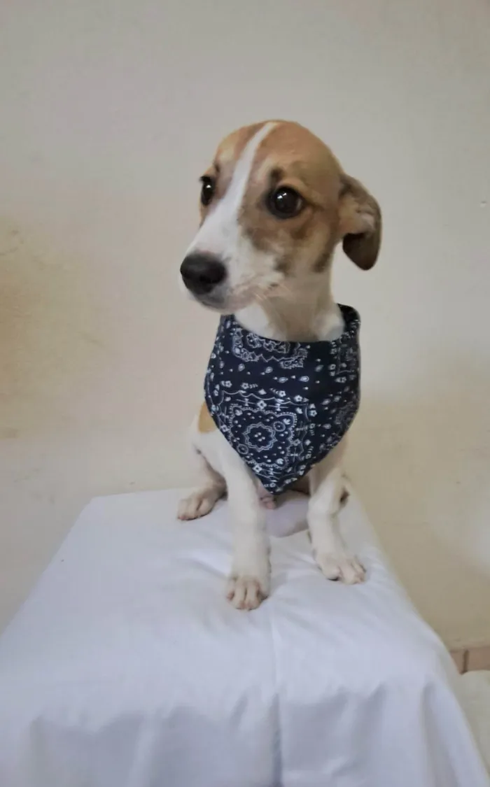 Cachorro raça SRD-ViraLata idade 2 a 6 meses nome Otto