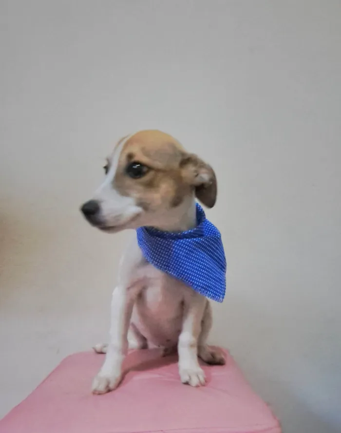 Cachorro raça SRD-ViraLata idade 2 a 6 meses nome Otto