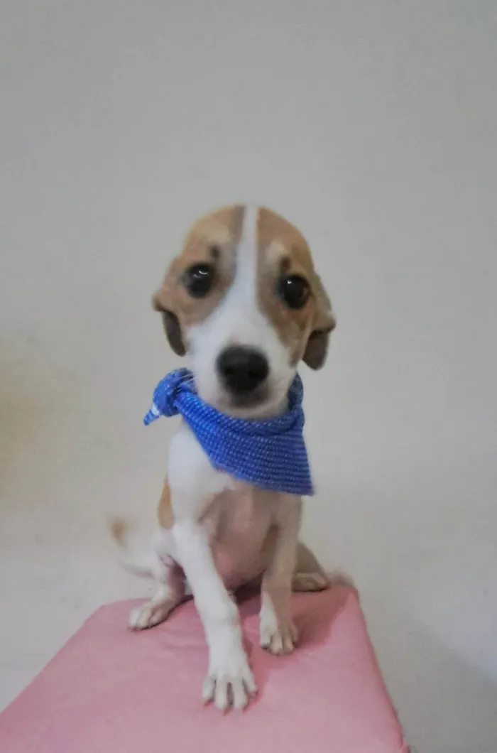 Cachorro raça SRD-ViraLata idade 2 a 6 meses nome Otto