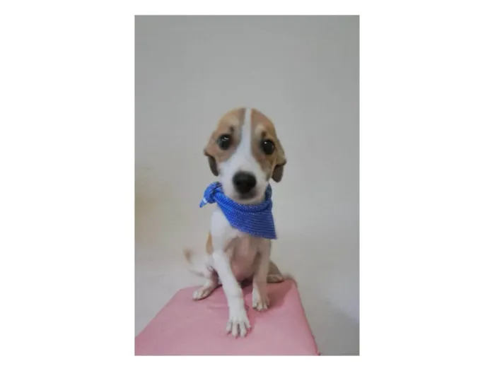 Cachorro raça SRD-ViraLata idade 2 a 6 meses nome Otto