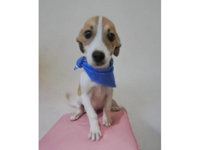 Cachorro raça SRD-ViraLata idade 2 a 6 meses nome Otto