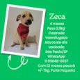 Cachorro raça SRD-ViraLata idade 2 a 6 meses nome Zeca