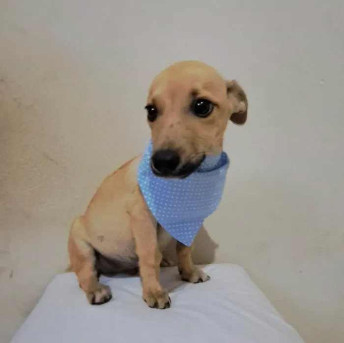 Cachorro raça SRD-ViraLata idade 2 a 6 meses nome Zeca