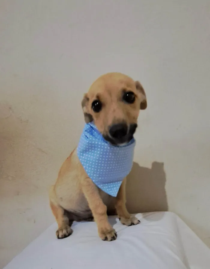 Cachorro raça SRD-ViraLata idade 2 a 6 meses nome Zeca
