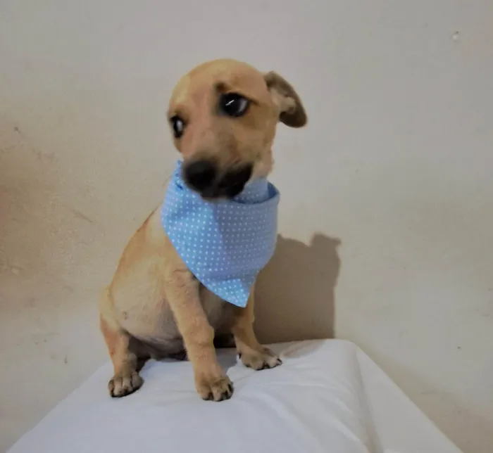 Cachorro raça SRD-ViraLata idade 2 a 6 meses nome Zeca