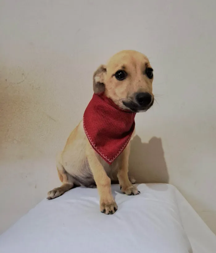 Cachorro raça SRD-ViraLata idade 2 a 6 meses nome Zeca