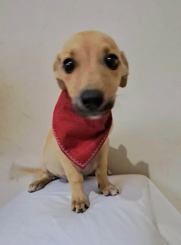 Cachorro raça SRD-ViraLata idade 2 a 6 meses nome Zeca